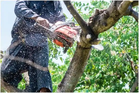 tree services Orderville